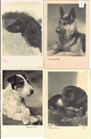 4 AK - Hunde