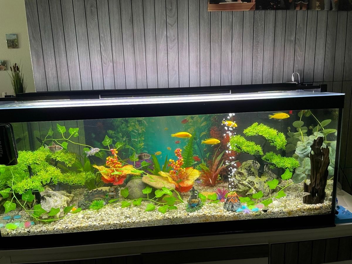Acquari: Aquarium – Usato da Hallwil venduto da nik_ftg7 3