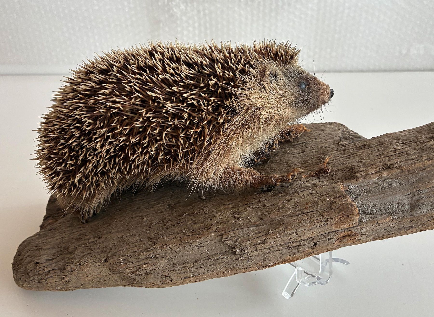 Il mondo degli animali: Herziger Igel – Usato da Bäretswil venduto da robsonantik 2