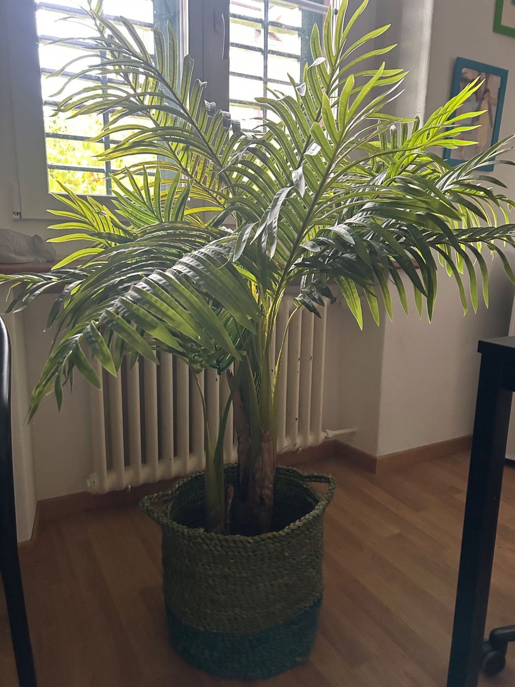 Toutes les décorations: Palme Kunstpflanze – Neuf (Voir description) à Schaffhausen par amwr 4