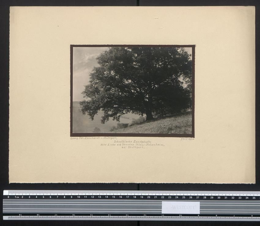 Fotografie & Manifesti: Fotografie Klein-Hohenheim, alte Eiche i – Usato da Berlin venduto da bartko-reher