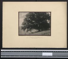 Fotografie Klein-Hohenheim, alte Eiche i