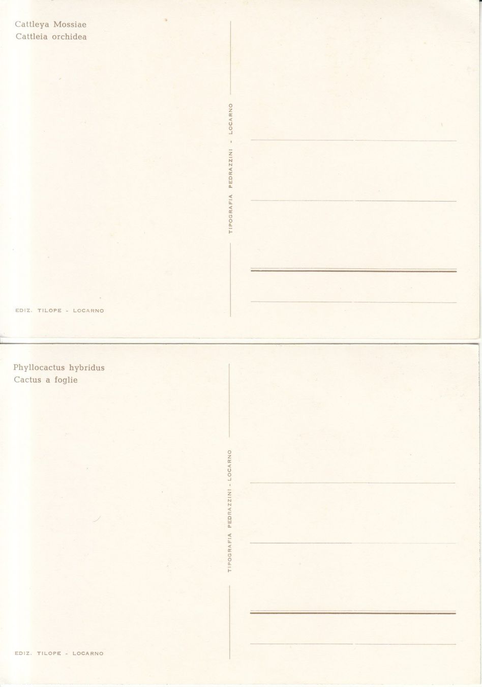 Cartoline postali: Blumen ca. 1970, 4 Stk – Usato da Bürglen TG venduto da StampGraf 2