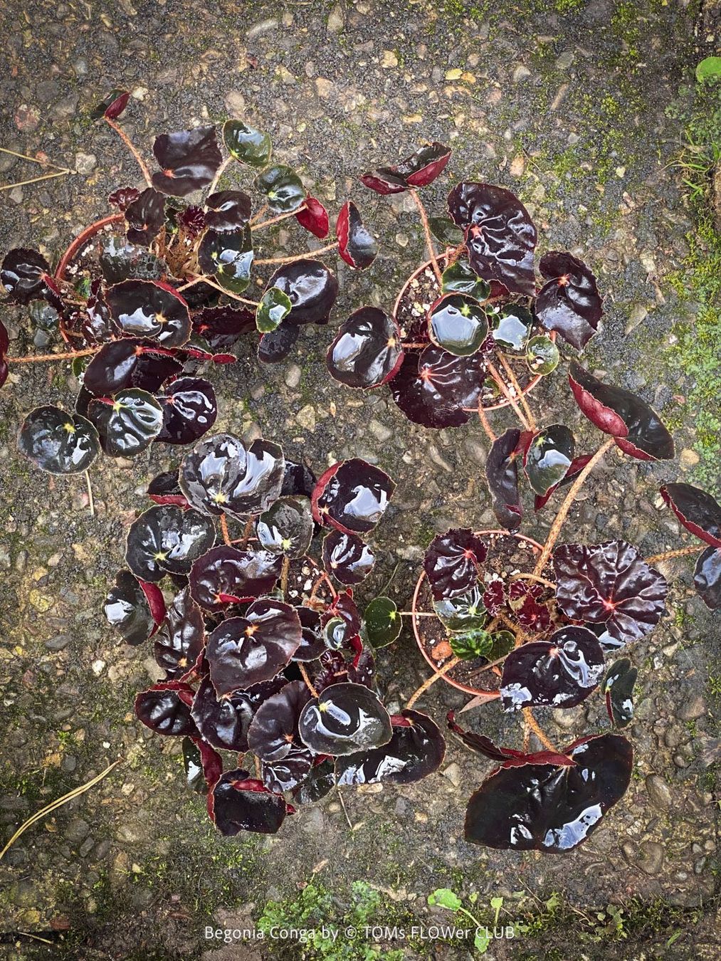 Piante & sementi: Begonia Conga - wunderschöne samte burgundy Blätter – Nuovo e nell'imballaggio originale da Adliswil venduto da MarkyForest 8