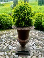 Klassische Medici Gartenvase (Amphore) 19.Jahrhundert.