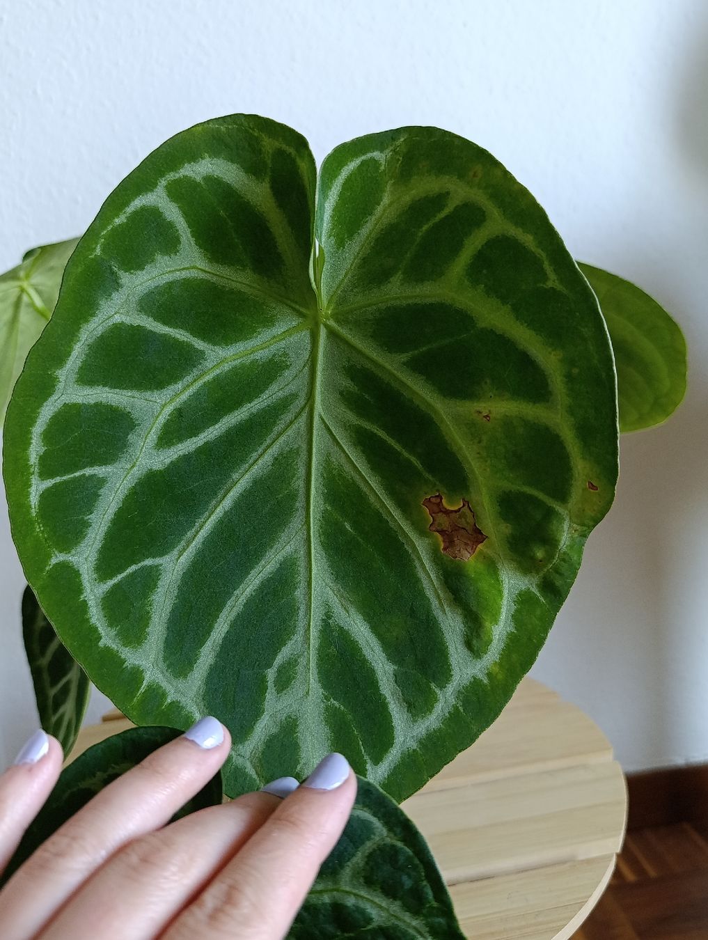 Pflanzen & Samen: Anthurium  – Gebraucht aus Baar von L.isa28 4
