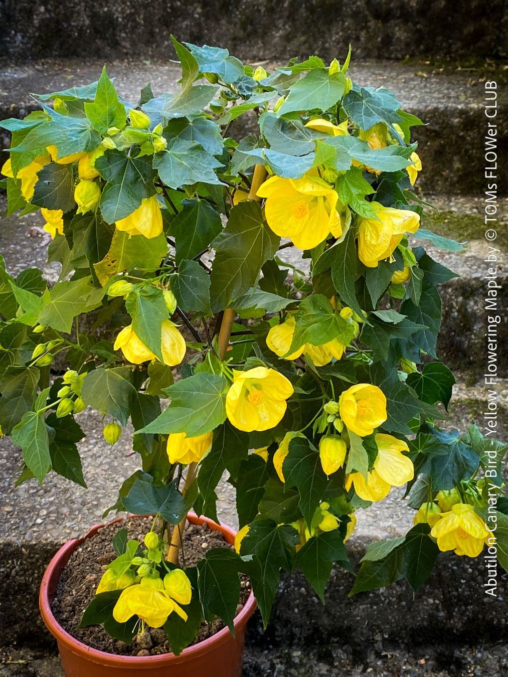 Pflanzen & Samen: Abutilon Canary Bird - Schönmalve-Bäumchen - 70cm – Neu und originalverpackt aus Adliswil von astom369 4
