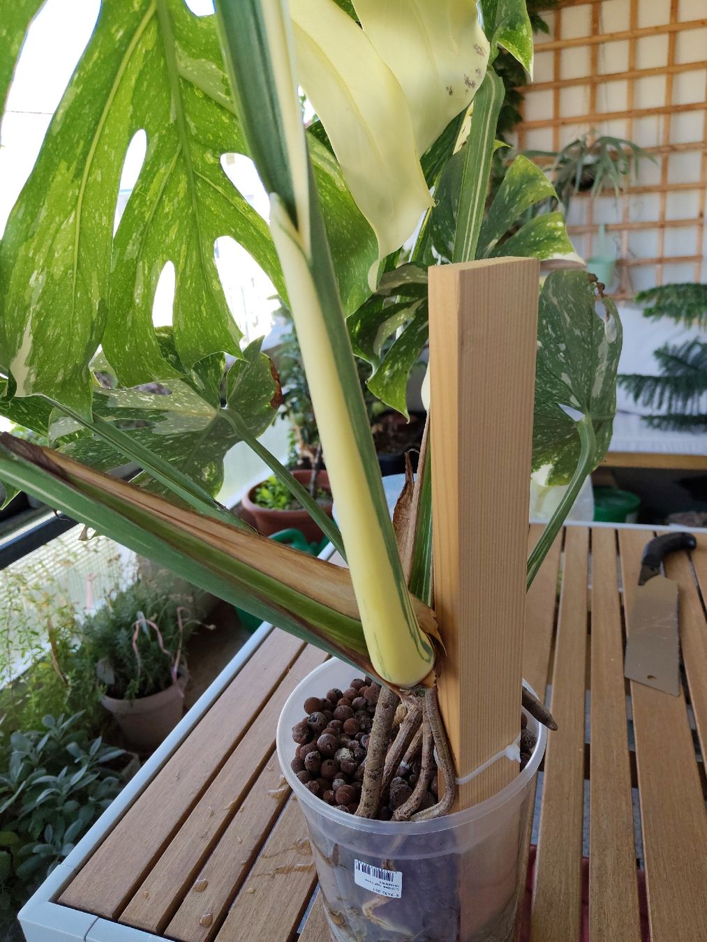 Plantes & graines: Monstera Thai Constellation Large Form – D'occasion à Bern par Cudi93 2