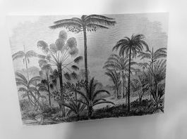 Druck Tropenwald Palmen Vintage Illustration Schwarz-Weiss