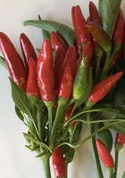 50 Samen ETNA Chili