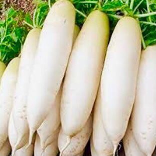 Pflanzen & Samen: 50 Samen Langer weißer Rettich "DAIKON" 50 Samen – Neu und originalverpackt aus Rovio von POSITIFFARTandPLANTS 5