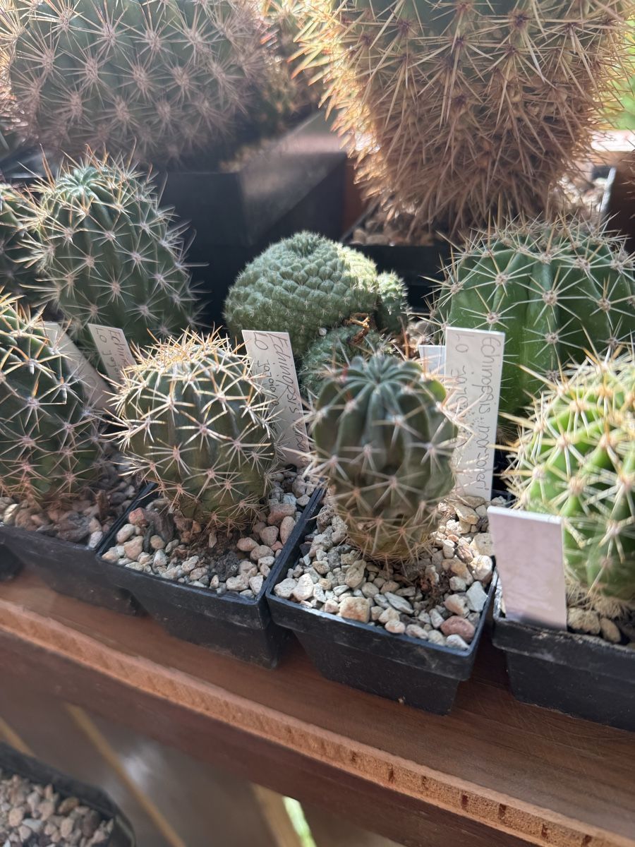 Piante & sementi: Echinopsis marsoneri / LO jajoiana – Usato da Rorbas venduto da SimS0n 1