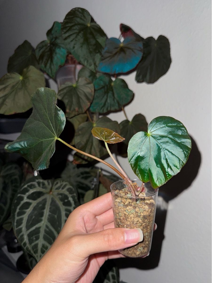Piante & sementi: Begonia Pavonina #2 – Nuovo (secondo la descrizione) da Bern venduto da plantlover_bern 2