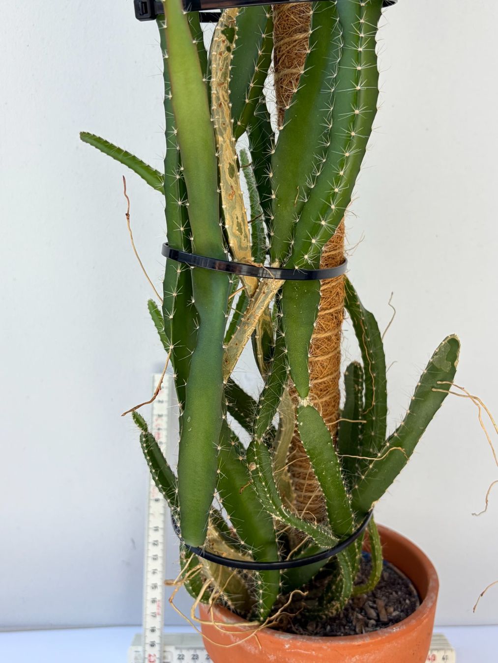 Piante & sementi: Drachenfrucht-Pflanzen, (rotfleischige Drachenfrucht) – Usato da Boll venduto da NRie 2
