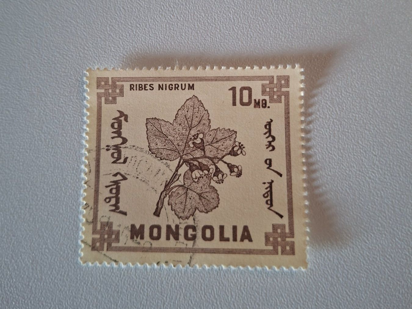 Tutti i francobolli: Mongolei Briefmarke, Ribes Nigrum – Usato da Erlinsbach venduto da pfunky