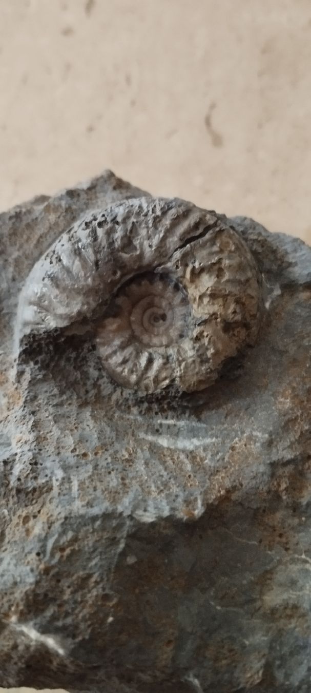 Fossilien: Fossilien/Ammonite  – Gebraucht aus Oberdorf SO von and_jxk2 1