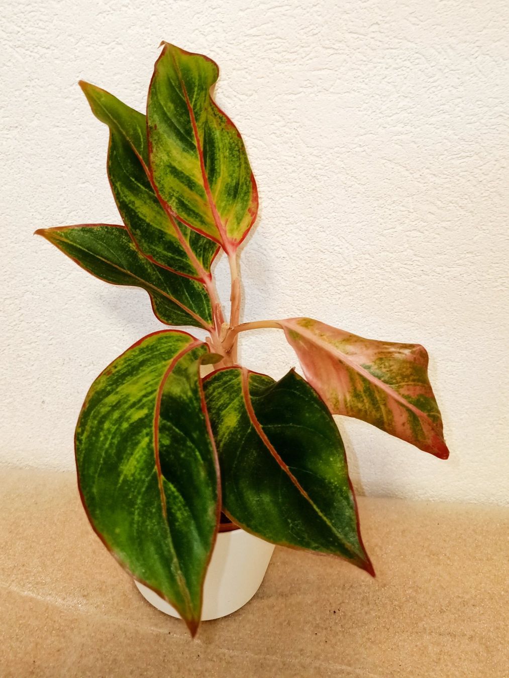 Pflanzen & Samen: Aglaonema – Neu (gemäss Beschreibung) aus schöftland von UniquePlants