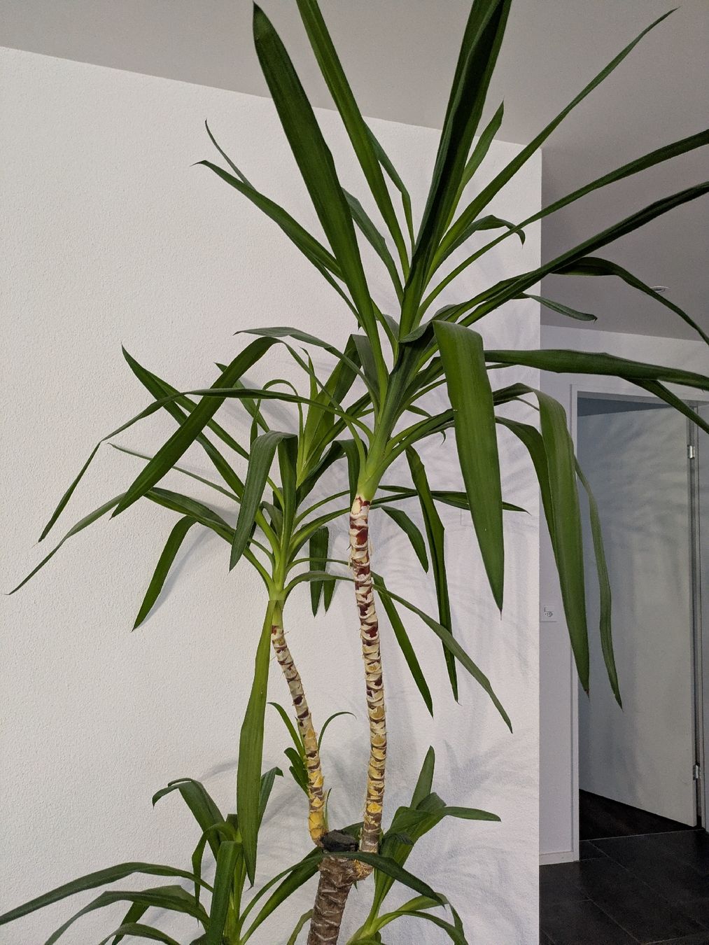 Pflanzen & Samen: Yucca Palme – Gebraucht aus Sirnach von ratano 1