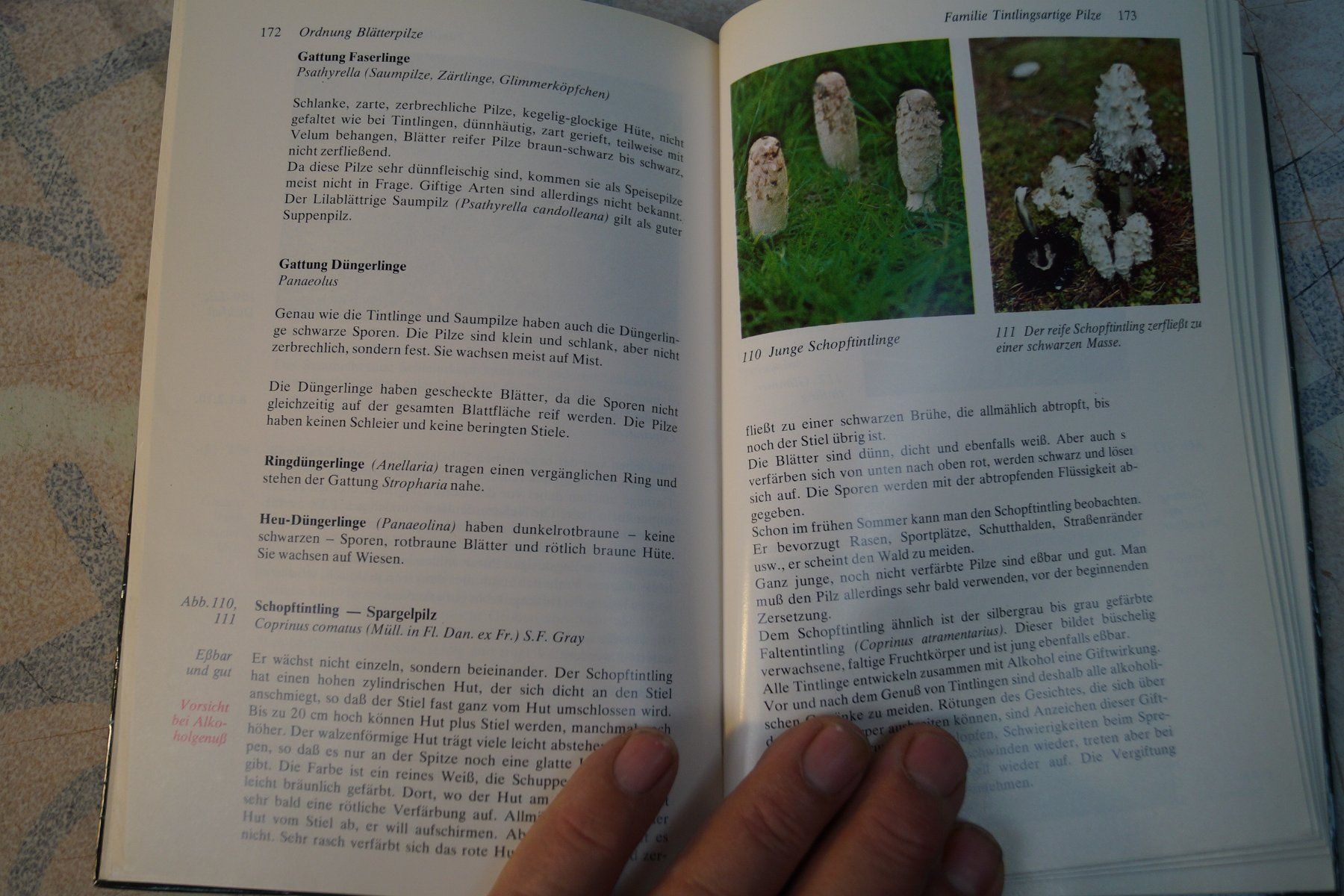 Bücher: Gerhard Thamerus – Pilze 🍄 – Gebraucht aus Härkingen von sammelbecken 1