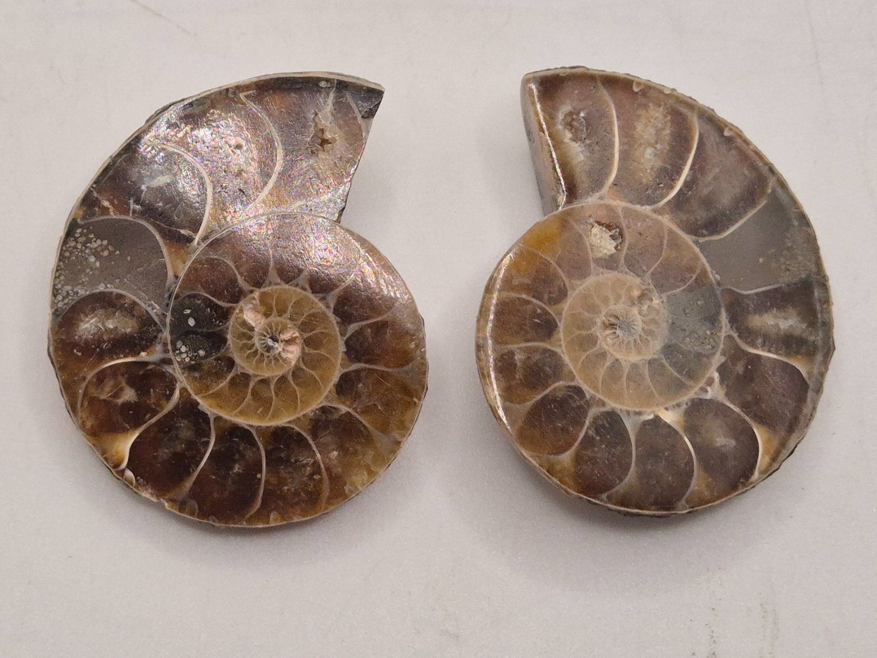 Fossilien: Ammonit Paar – Neu und originalverpackt aus Winterthur von LukasMineralienOase