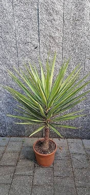 Piante & sementi: Yucca Jewel - Zimmerpflanze oder Wintergarten – Usato da Rudolfstetten venduto da Ferkel84