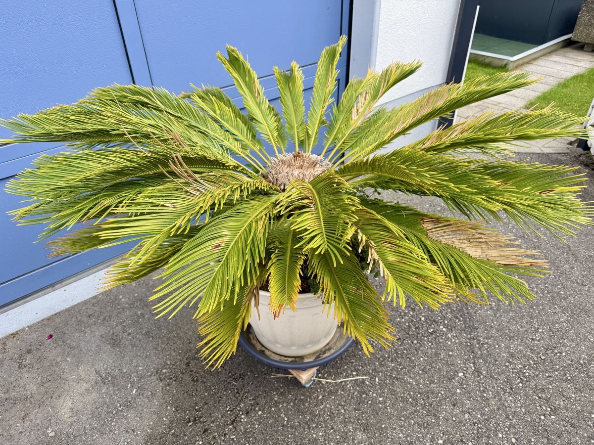 Piante & sementi: Ananas Palme – Usato da Matzendorf venduto da Glubsch