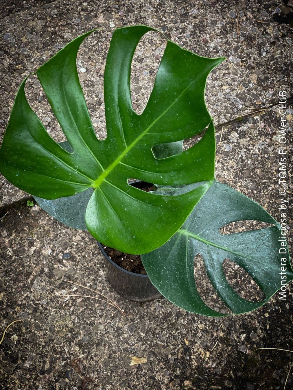 Piante & sementi: Monstera Deliciosa - echte, gross-blättrige Grundform – Nuovo e nell'imballaggio originale da Adliswil venduto da astom369 9