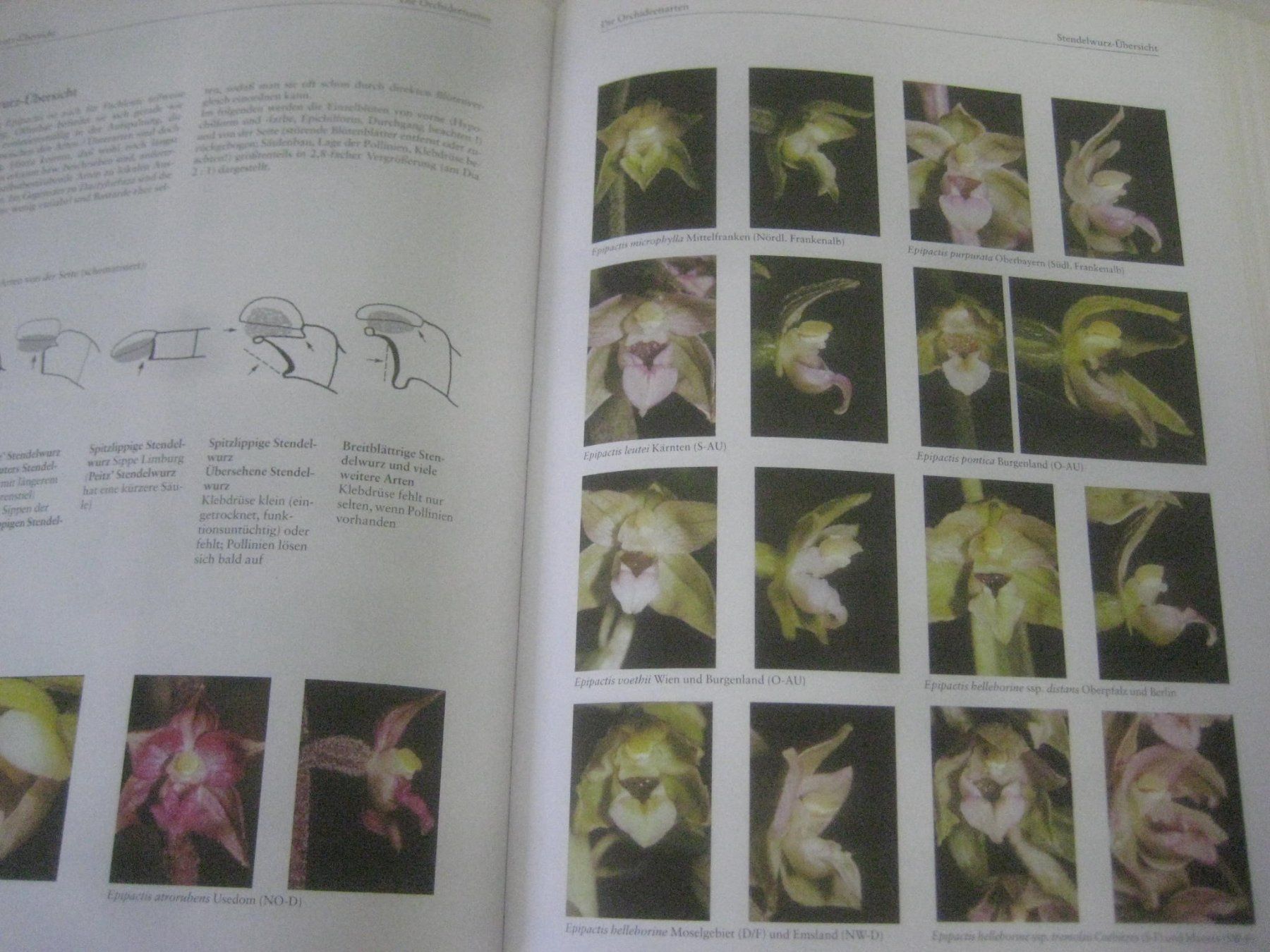 Libri: ORCHIDEEN  BUCH – Nuovo (secondo la descrizione) da Uster venduto da flocke1 3