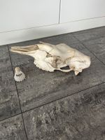 Elchkuh Schädel, Präparat, Jagd