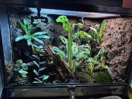 Regenwald Terrarium