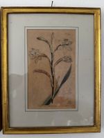 Botanischer Stich W. Curtis 1798 gerahmt