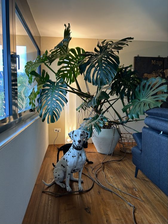 Monstera Deliciosa Samen (grosse Form) (Neu (gemss Beschreibung)) in  Wattwil fr CHF 9.5  mit Lieferung auf Ricardo kaufen