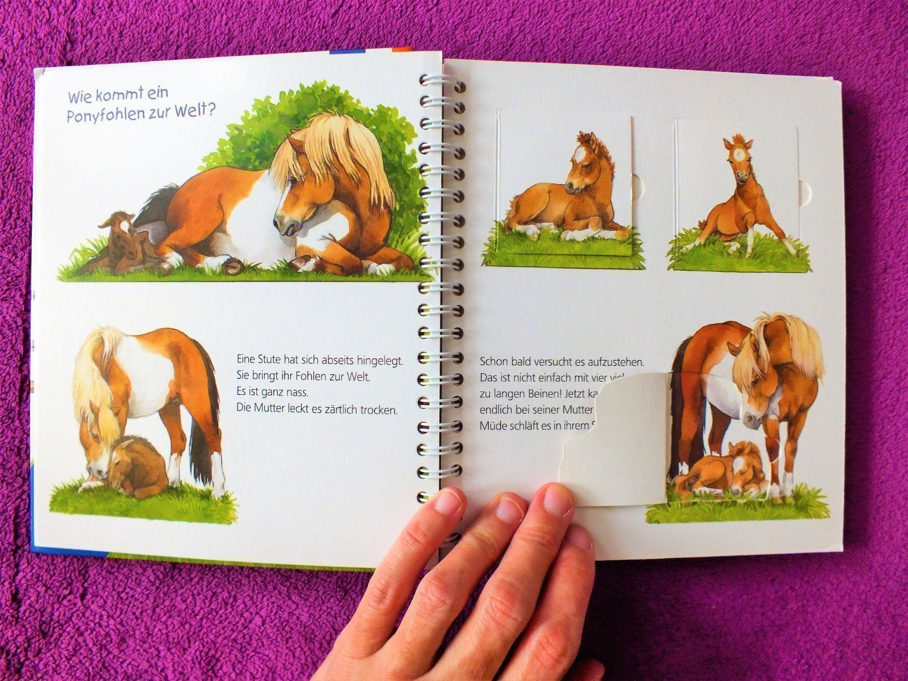 Libri: Wieso Weshalb Warum Junior - Das Pony – Usato da Müllheim Dorf venduto da Seeeule01 3