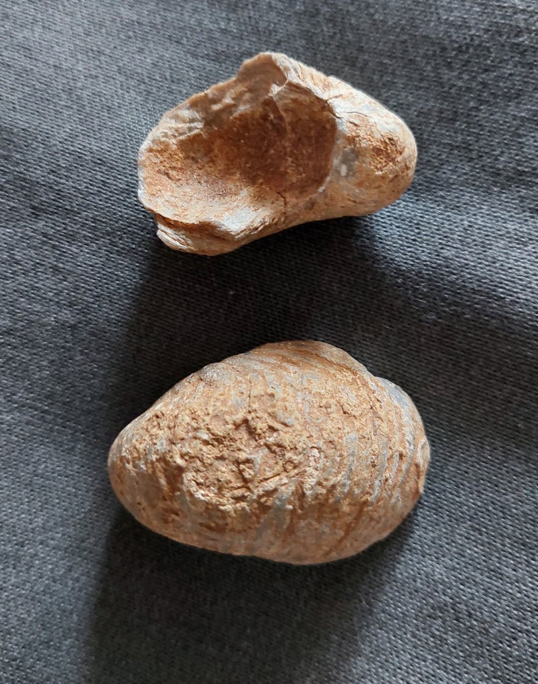 Fossili: Versteinerungen: Austern – Usato da Schaffhausen venduto da Rosenmund 3
