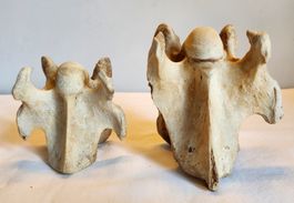 2 Alte Tierknochen Wirbel Deko Wunderkammer Kuriosität