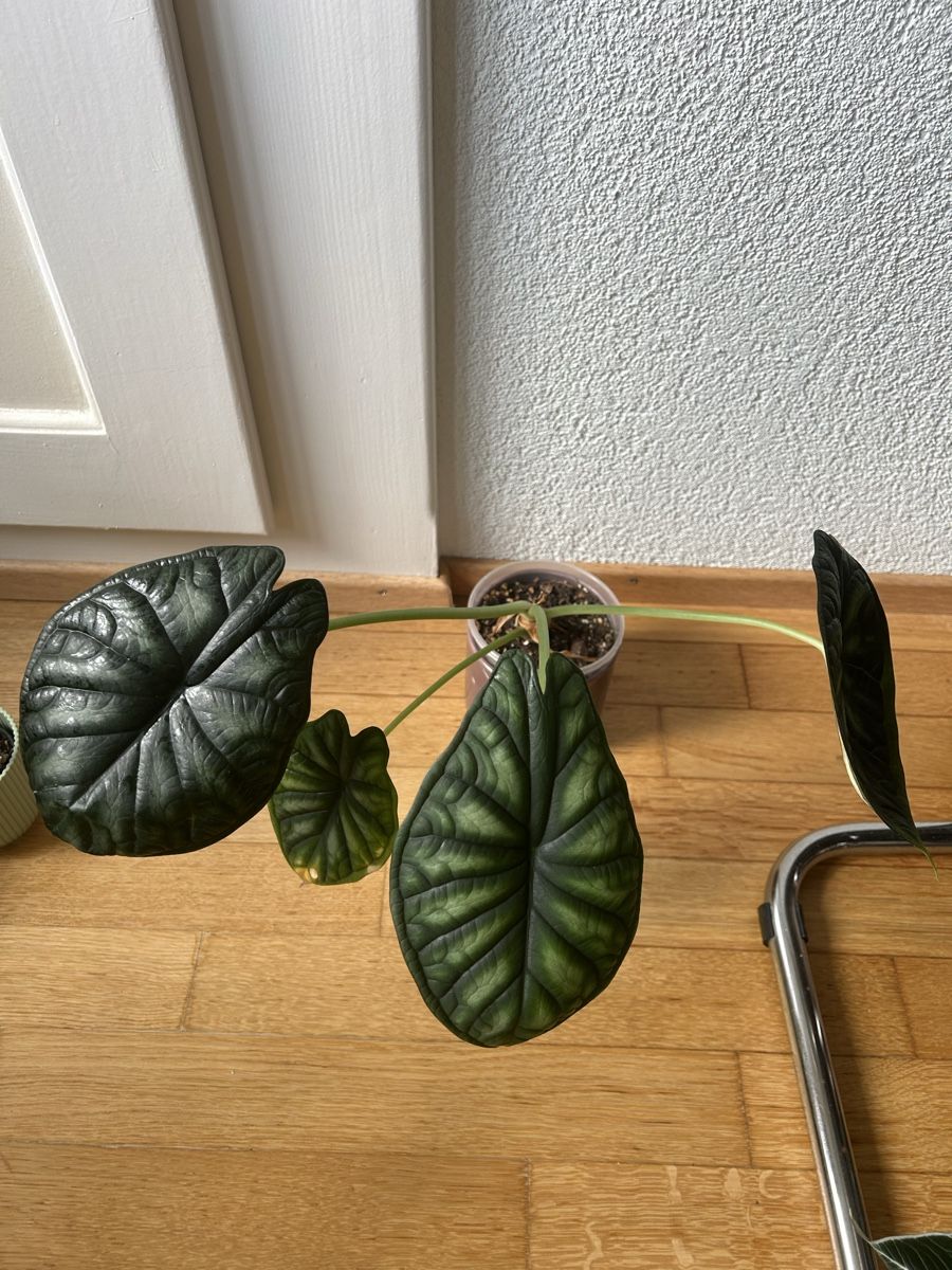 Piante & sementi: Alocasia Dragon Scale – Usato da Zürich venduto da fabuulois 1