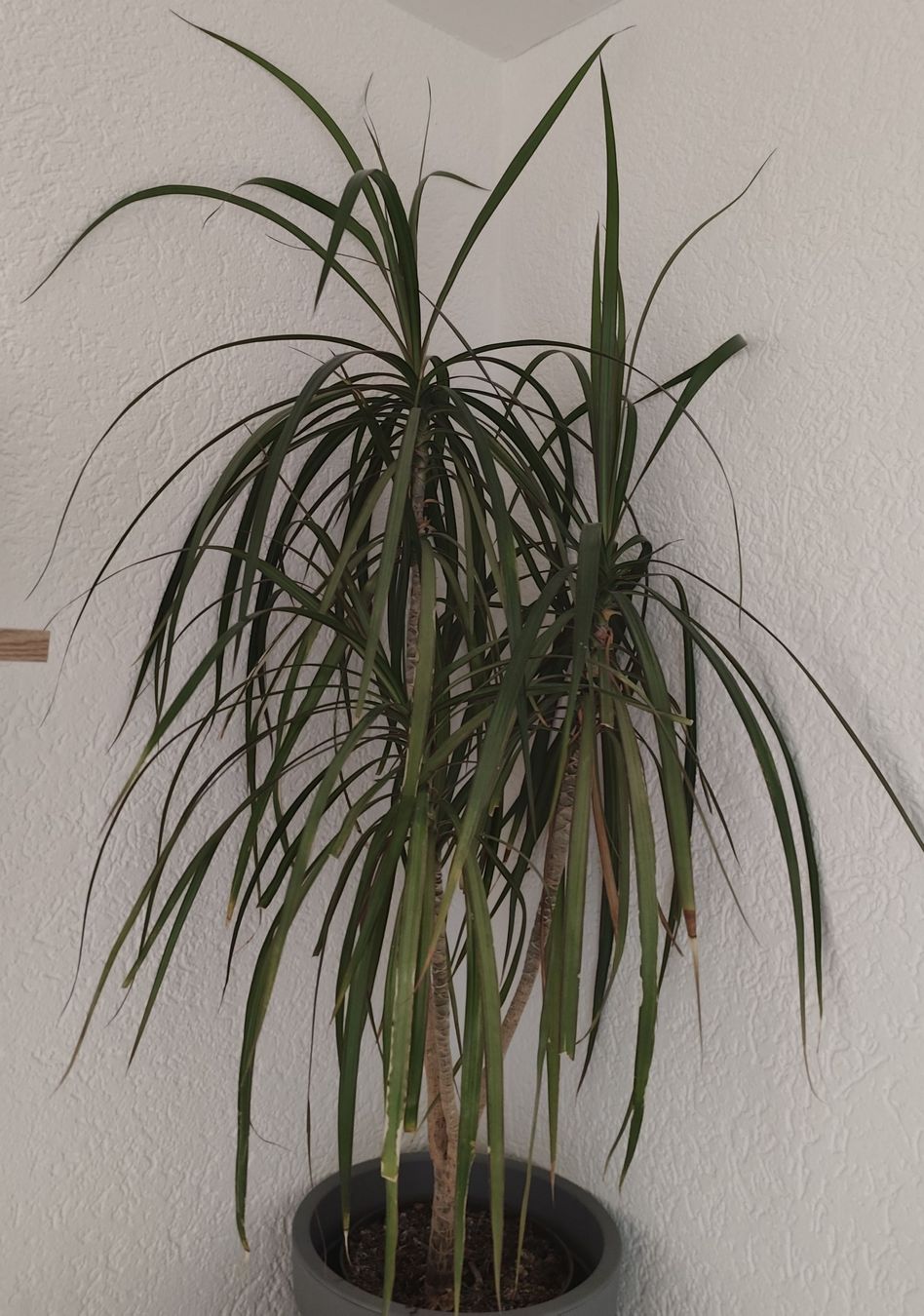 Pflanzen & Samen: Zimmerpflanze Drachenbaum gebraucht – Gebraucht aus Gossau SG von ds_5rsc