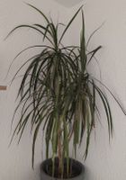 Zimmerpflanze Drachenbaum gebraucht