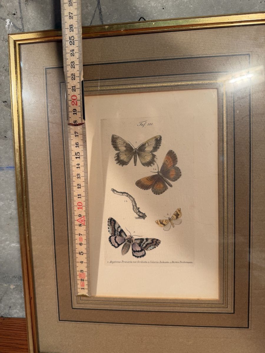 Grafica & Litografie: LITHOGRAPHIC LEAVES, butterfly motif, framed – Usato da Lausanne venduto da vas_mbk2 5