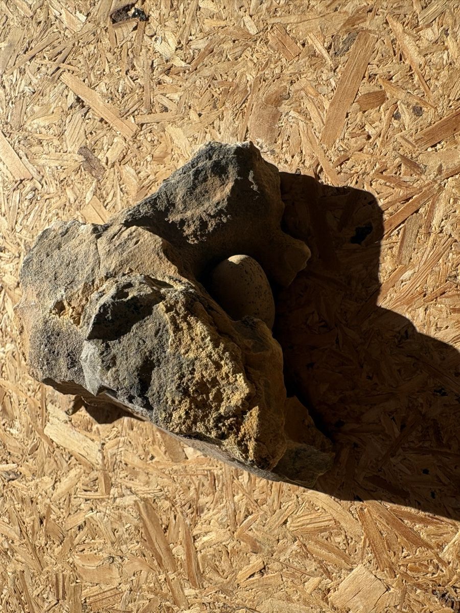 Fossili: Fossiles Ei – Usato da Biel/Bienne venduto da nimmes 1