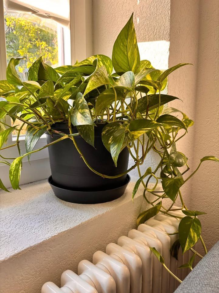 Piante & sementi: Belle plante verte Pothos avec pot – Usato da Romainmôtier venduto da val_r8sn 2