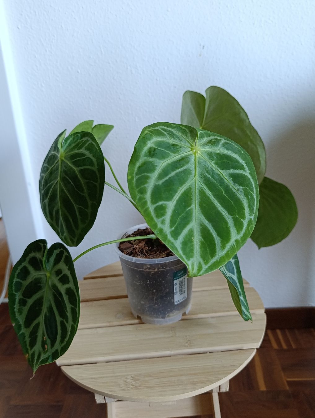 Pflanzen & Samen: Anthurium  – Gebraucht aus Baar von L.isa28 1