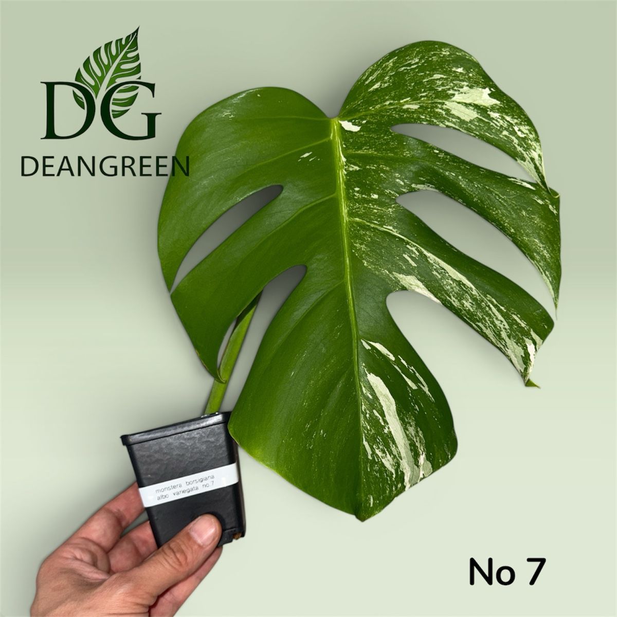 Pflanzen & Samen: Monstera albo variegata nr. 07 – Gebraucht aus Zürich von DeanGreenZH