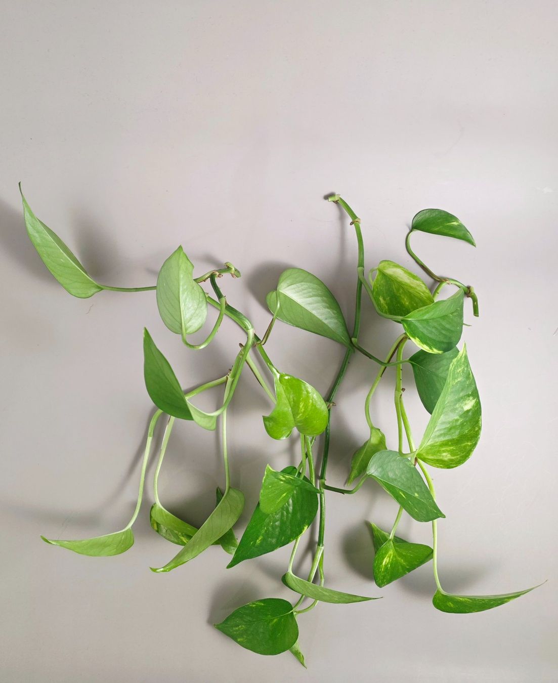 Piante & sementi: Epipremnum aureum / Efeutute Stecklinge – Nuovo (secondo la descrizione) da Gerolfingen venduto da Azora