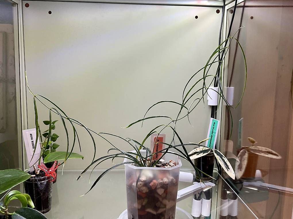 Pflanzen & Samen: Hoya stenophylla – Neu und originalverpackt aus Schönholzerswilen von Leavylounge 1