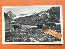 1928 Davos, auf dem Grialetschpass. Bündner Alpen, Kühe