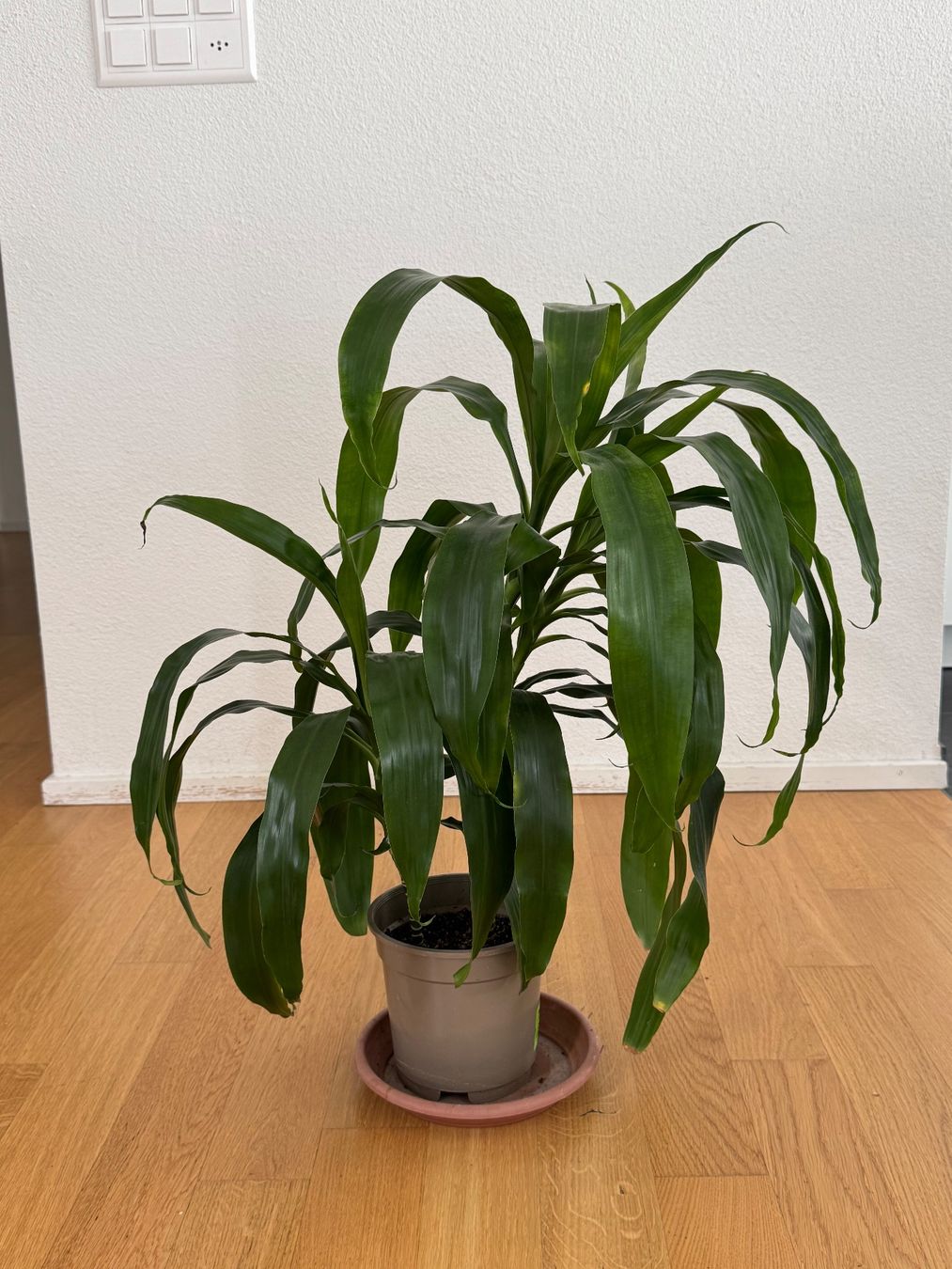 Pflanzen & Samen: Drachenbaum Dracaena Fragrance – Gebraucht aus Goldau von b4mxshk 1
