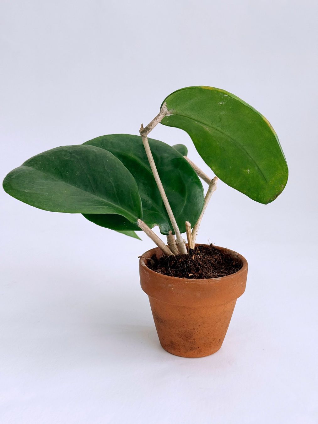 Piante & sementi: HOYA*SURIGAOENSIS***** – Nuovo (secondo la descrizione) da Dübendorf venduto da Orchid18