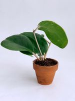 HOYA*SURIGAOENSIS*****