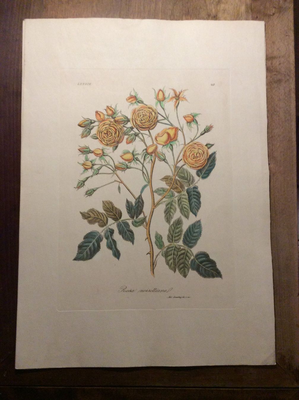 Grafica & Litografie: Planche Ant. Serantoni dis. e inc – Usato da Genève venduto da edelweiss1900